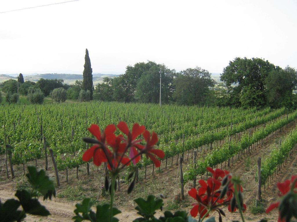 Antico Podere la Martinella San Quirico dʼOrcia Esterno foto